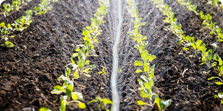 Drip Irrigation vs Sprinkler Irrigation: Which System Should You Choose?