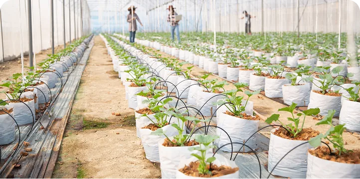Installation of Drip Irrigation Systems in Greenhouses