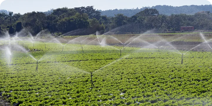 Lawn Irrigation Systems: Why Choose Sprinkler Irrigation and Common Mistakes